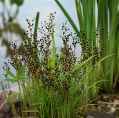 Цветущий пруд