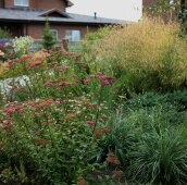 Спирея и злаки