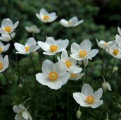 Нежные белые анемоны в саду