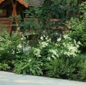 Растения для тени в саду