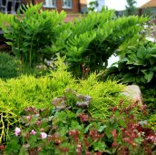 Можжевельники на клумбе