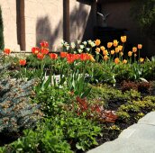 Тюльпановый микс (34-17) Тюльпановый микс возле ёлки