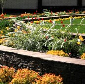 Спиреи и тюльпаны