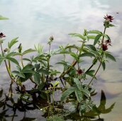 Цветение в водном саду 