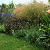 Злаки и многолетники 