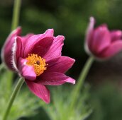 Прострел-сон трава