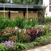 Летники в подбивке цветника