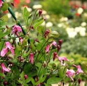 Лианы в саду