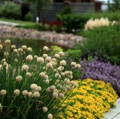 Цветущий берег пруда