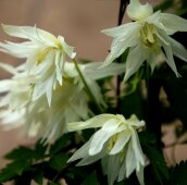 Белый полумахровый клематис