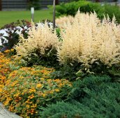 Белая астильба и седум