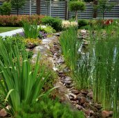 Ирисы вдоль берега пруда