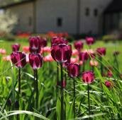 Травы и тюльпаны