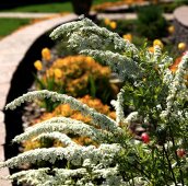 Спирея серея и тюльпаны