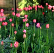 Розовые тюльпаны