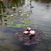 Водные лилии в пруду