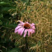 Злаки и эхиноцея