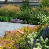 Миксбордер с астранцией (33-4) Спирея и астранция