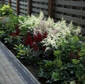 Яркая астильба в тени