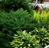 Клумба с хостами и можжевельником