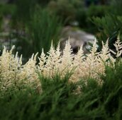 Цветущий белым берег пруда