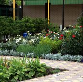 Розы и трявянистые многолетники