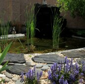 Маленький и пруд и сиреневые цветы