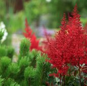 Астильба и можжевельник