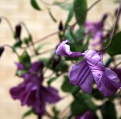 Синий клематис в саду