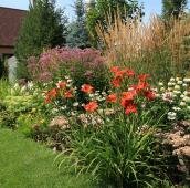 Лилейник, вейник, цветник