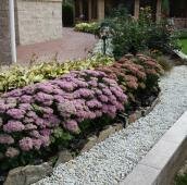 Очиток видный в осеннем миксбордере Пышные куртины растений с малиновым и розовым цветением в группе на фоне гальки