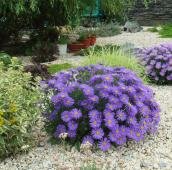 Астра альпийская в рокарии (21-1) Куст а сиреневыми цветами и другие растения на гравийной отсыпке