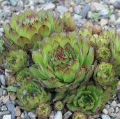 Низкорослое растение похожее на цветущую розу но зелёного цвета и с толстыми листьями вместо лепестков на гравийной отсыпке 