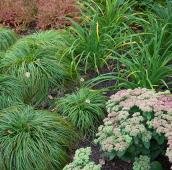 Гибридная осока и очиток видный Куртины гибридной осоки и очитка видного