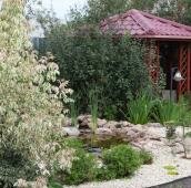 Пышный куст со светлыми листьями на берегу небольшого пруда и на фоне отсыпки из светлой гальки и беседки