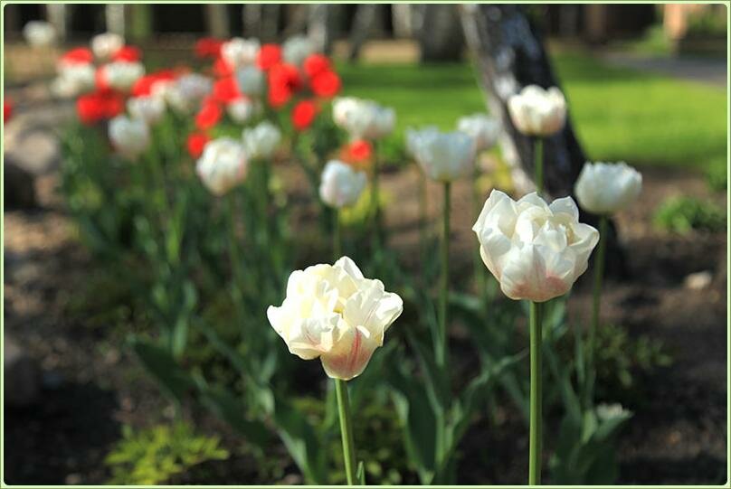 Махровые тюльпаны возле пруда Тюльпаны в прибрежной зоне