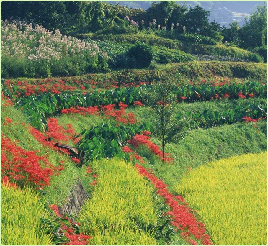 На склоне сдкоаны террасы и засажены яркими растениями на фоне газона