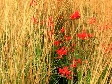 Щучка дернистая и крокосмия Щучка голдтау и крокосмия