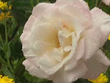 'Pristine' ценится за сложный цвет бутона: смесь розового и белого Нежные и шелковистые лепестки