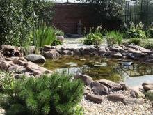 Хвойное растение подушкообразной формы на фоне небольшого пруда и гравийной отсыпки светлого цвета и растений