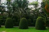 Стриженные классические фигуры в европейском саду Стриженные кустарники в виде округлых пирамид на фоне тропических пальм и газона и дорожки