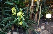 Цимбидиум гибридный (Cymbidium hybridum) в оранжерее Растение с жёлтыми цветами и узкими длинными листьями на фоне бамбуковых опор и камней и светильника