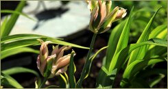 Попугайные тюльпаны (34-15) Нарядные тюльпаны