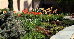 Тюльпановый микс возле ёлки