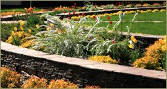 Спиреи и тюльпаны