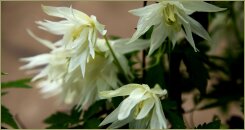 Белый полумахровый клематис