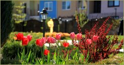 Можжевельник, барбарис, тюльпаны (36-6) Клумба с тюльпанами