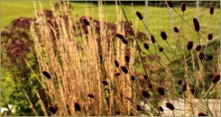 Кровохлёбка и злаки (36-8) Осенний цветник