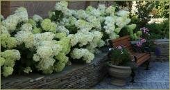 Гортензия метельчатая