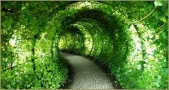 Ряд металлических конструкций вдоль дорожки увитый зелёными лианами